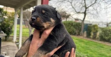 Unexpected Rottweiler puppies need a new home