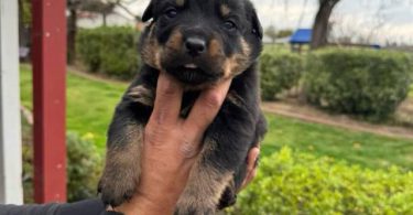 Unexpected Rottweiler puppies need a new home