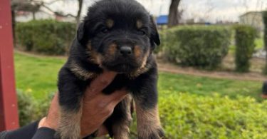 Unexpected Rottweiler puppies need a new home