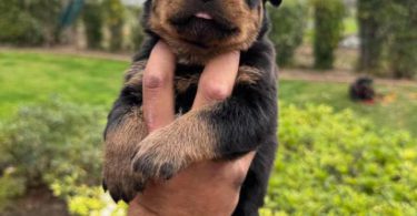 Unexpected Rottweiler puppies need a new home