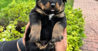 Unexpected Rottweiler puppies need a new home
