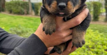 Unexpected Rottweiler puppies need a new home