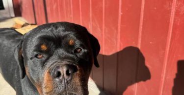 Unexpected Rottweiler puppies need a new home
