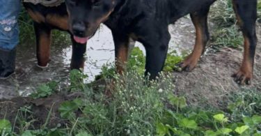 Unexpected Rottweiler puppies need a new home