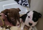 2 male Pit puppies very playful