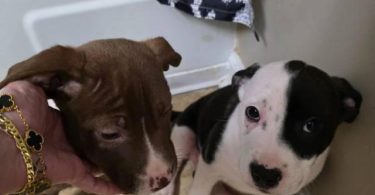 2 male Pit puppies very playful