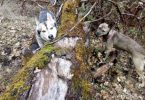 Tamasky Puppies (a new breed)