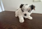 Parti Yorkshire Terrier puppy
