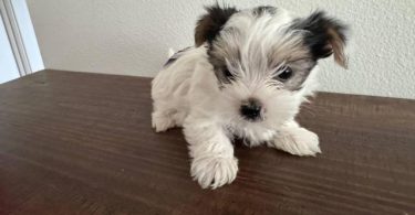 Parti Yorkshire Terrier puppy