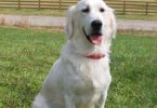 English Cream Golden Retrievers Puppies – TriStar Goldens Brings Joyful Companions