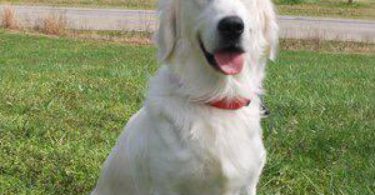 English Cream Golden Retrievers Puppies – TriStar Goldens Brings Joyful Companions