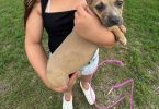 Healthy and weaned bully pups