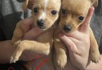 Chihuahua puppies