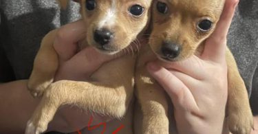Chihuahua puppies