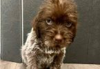 3 AKC Wirehaired Pointing Griffon Puppies for Sale