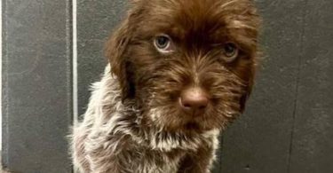 3 AKC Wirehaired Pointing Griffon Puppies for Sale