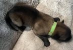 AKC registered Belgian Malinois puppies for Sale