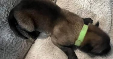 AKC registered Belgian Malinois puppies for Sale