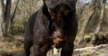 3 female puppies available