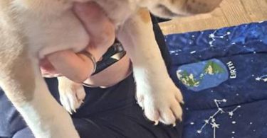 8 weeks old American bully puppies