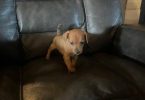 4 Winnie dog puppies for sale
