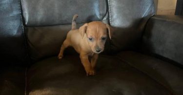 4 Winnie dog puppies for sale