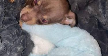 Brown and grey Chiweenie puppies