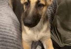 German Shepherd female puppies