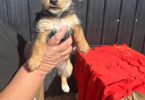 5 Chihuahua/Yorkie mix puppies for sale