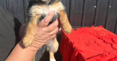 5 Chihuahua/Yorkie mix puppies for sale