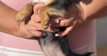 5 Chihuahua/Yorkie mix puppies for sale