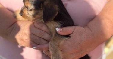 5 Chihuahua/Yorkie mix puppies for sale