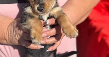 5 Chihuahua/Yorkie mix puppies for sale