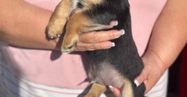 5 Chihuahua/Yorkie mix puppies for sale