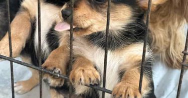 5 Chihuahua/Yorkie mix puppies for sale