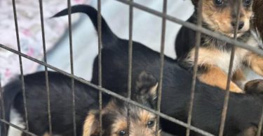 5 Chihuahua/Yorkie mix puppies for sale