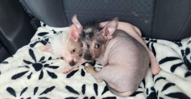 2 male hairless puppies for sale