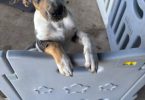 2 cute 12-week-old Catahoula puppies for sale