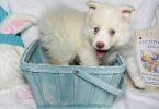 F2 White Pomsky puppies for sale