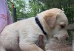 Registered Labrador puppies