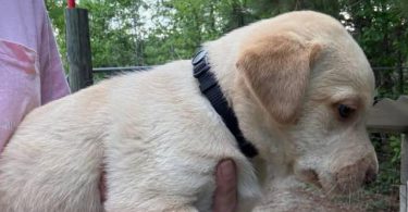 Registered Labrador puppies