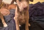 3 Pitsky puppies for adoption