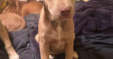 3 Pitsky puppies for adoption