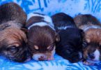 Chihuahua babies