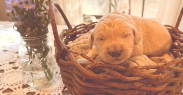Cream Golden Retriever puppies