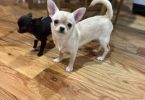 5 months old Chihuahua puppy for sale