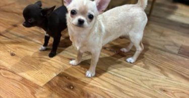 5 months old Chihuahua puppy for sale