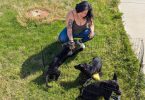 Solid black German Shepherd puppies for sale