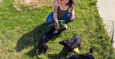 Solid black German Shepherd puppies for sale