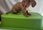 6 Dachshund puppies available